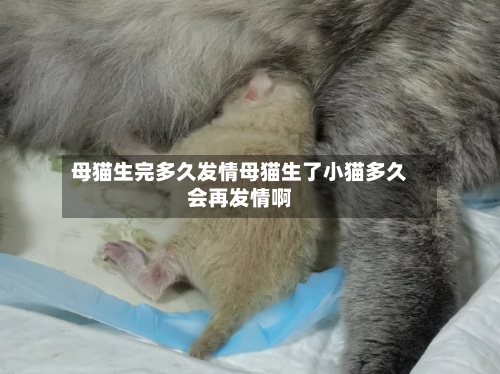母猫生完多久发情母猫生了小猫多久会再发情啊