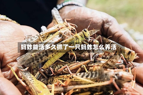 蚂蚱能活多久抓了一只蚂蚱怎么养活