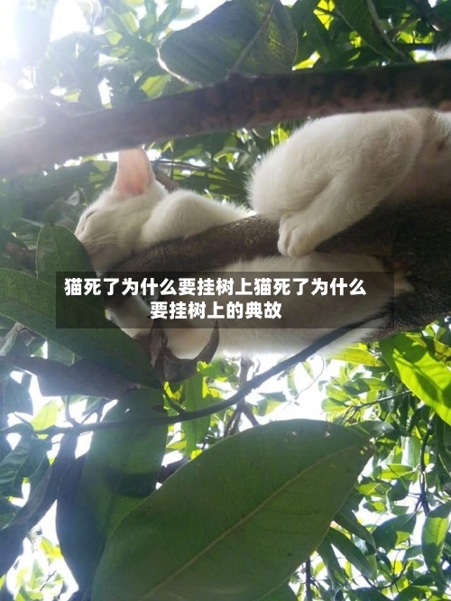 猫死了为什么要挂树上猫死了为什么要挂树上的典故
