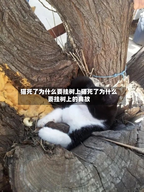 猫死了为什么要挂树上猫死了为什么要挂树上的典故