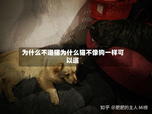 为什么不遛猫为什么猫不像狗一样可以遛
